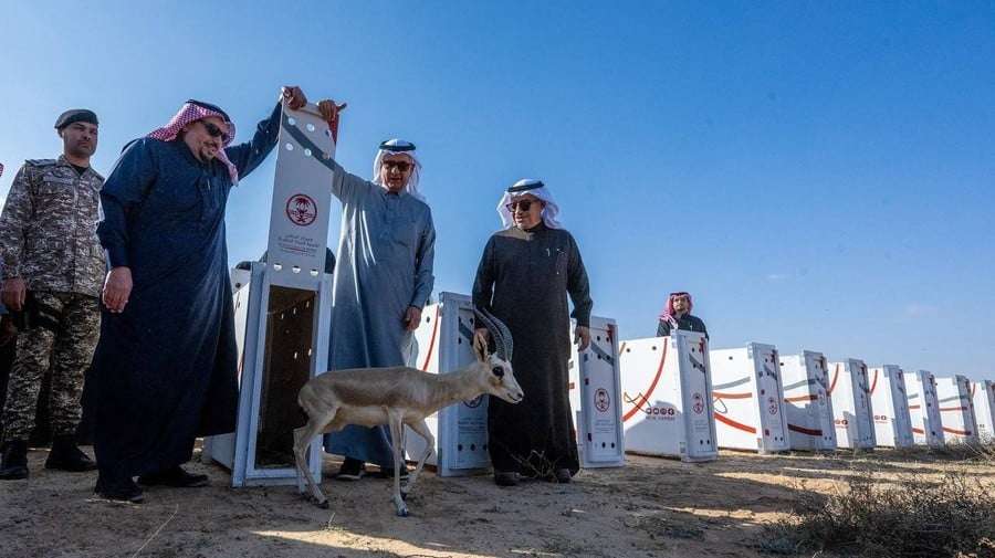 المها العربي خلال حفل الإطلاق