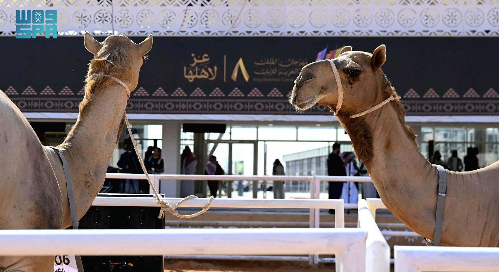 مستلزمات الإبل معرض مطايا