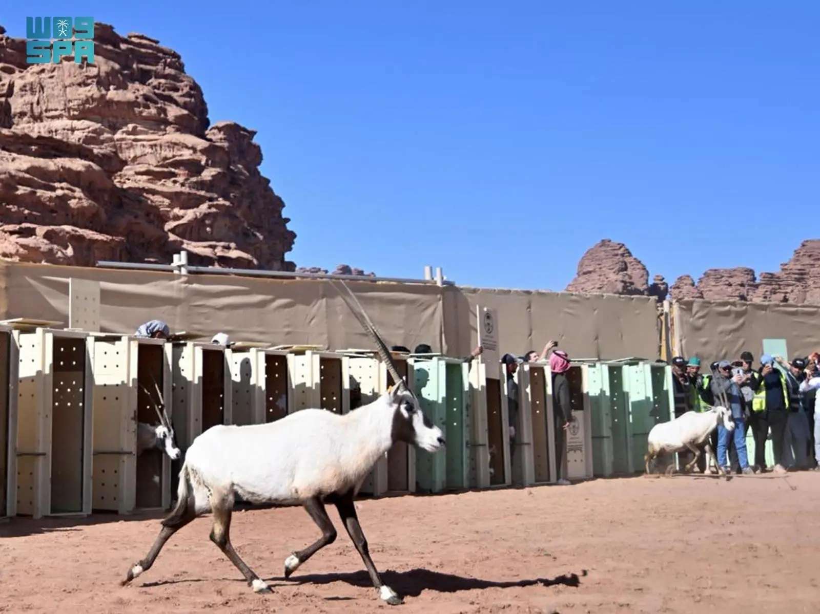 الحياة الفطرية