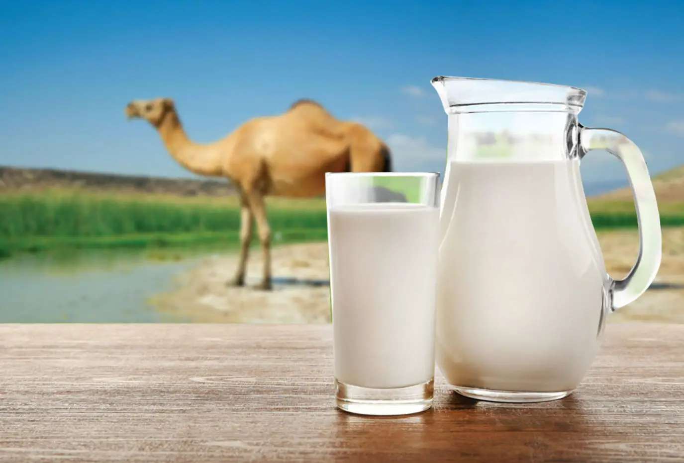 الكنز المنسي.. فوائد حليب الإبل الصحية