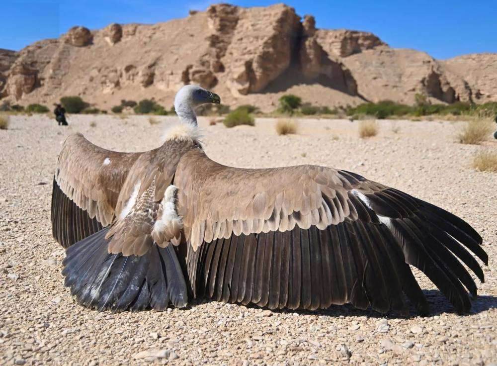 محمية الوعول