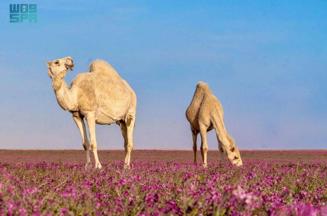 الإبل في رفحاء