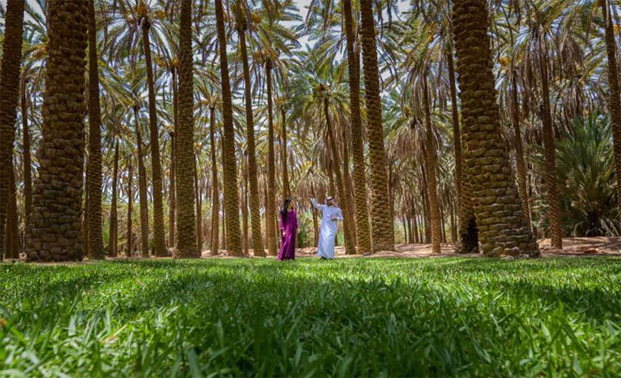 واحة العلا