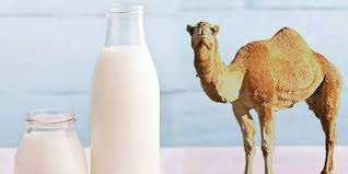 فوائد حليب وبول الإبل