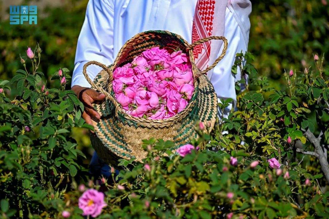 ورود الطائف