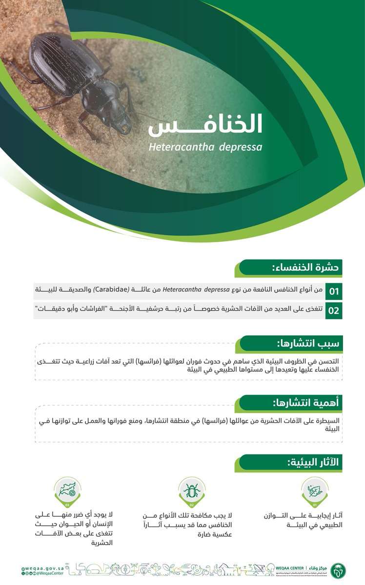 الخنافس