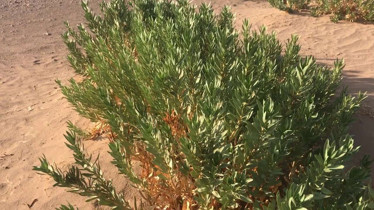 نبات الحرمل