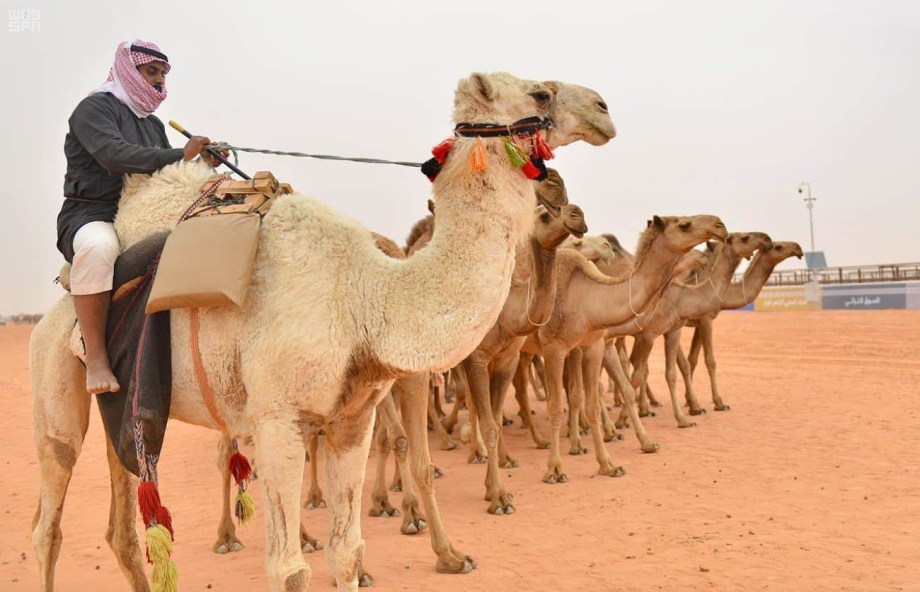 مهرجان الإبل